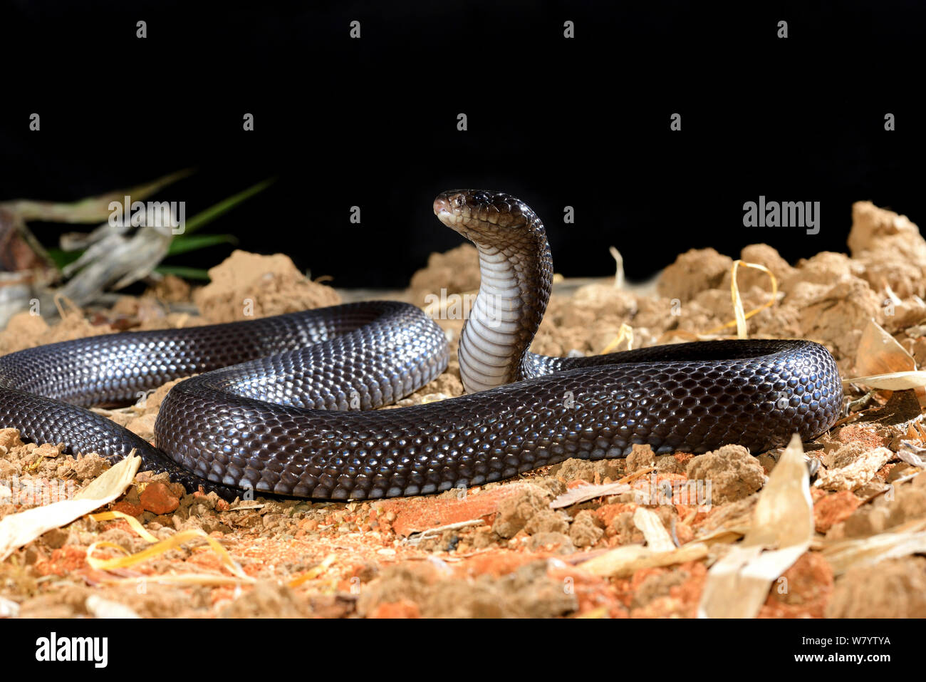 Desert cobra (Walterinnesia aegyptia) captive, occurs in the Middle East. Stock Photo