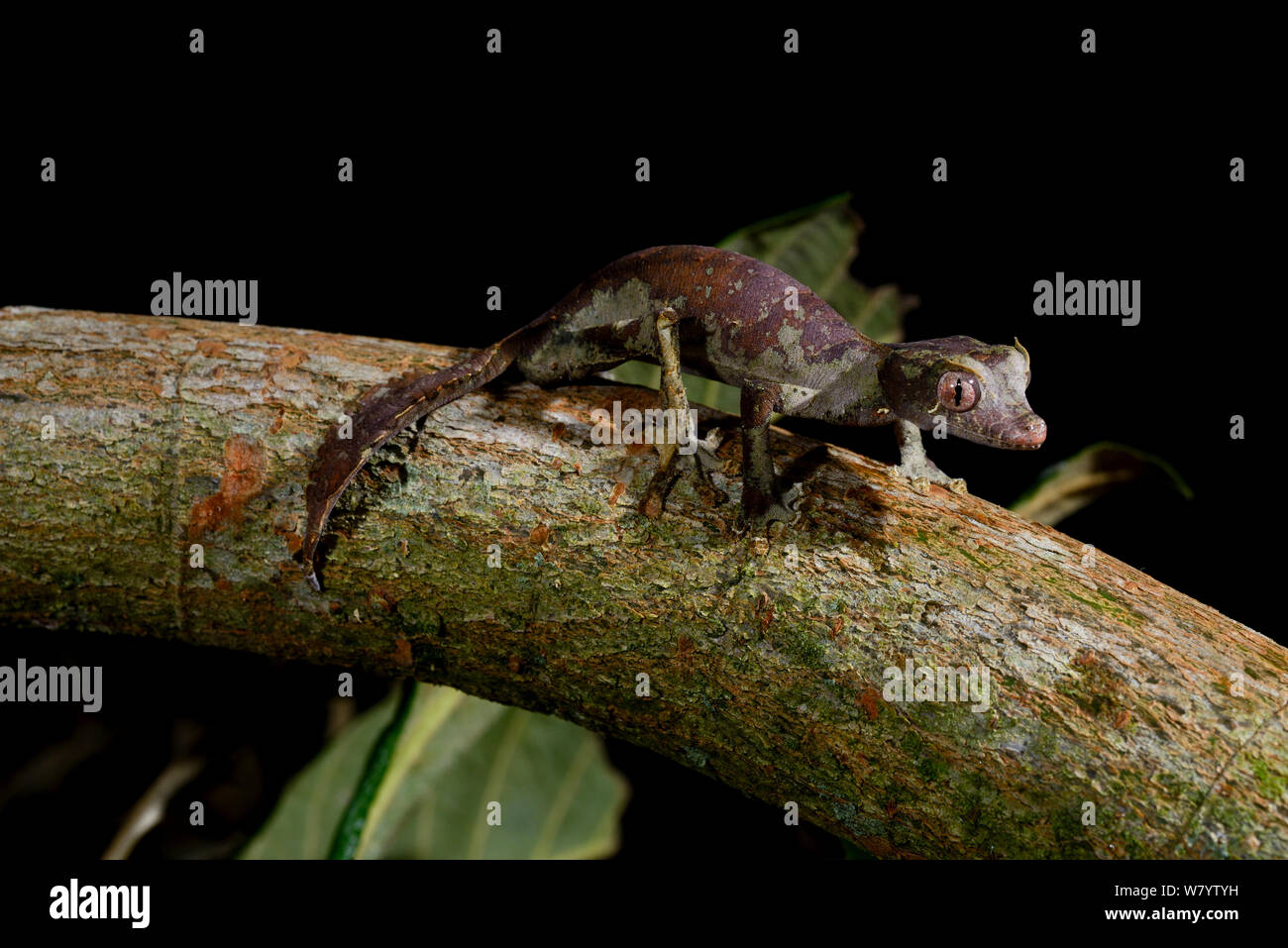 Satanic leaf-tailed gecko (Uroplatus phantasticus) captive, occurs in Madagascar. Stock Photo