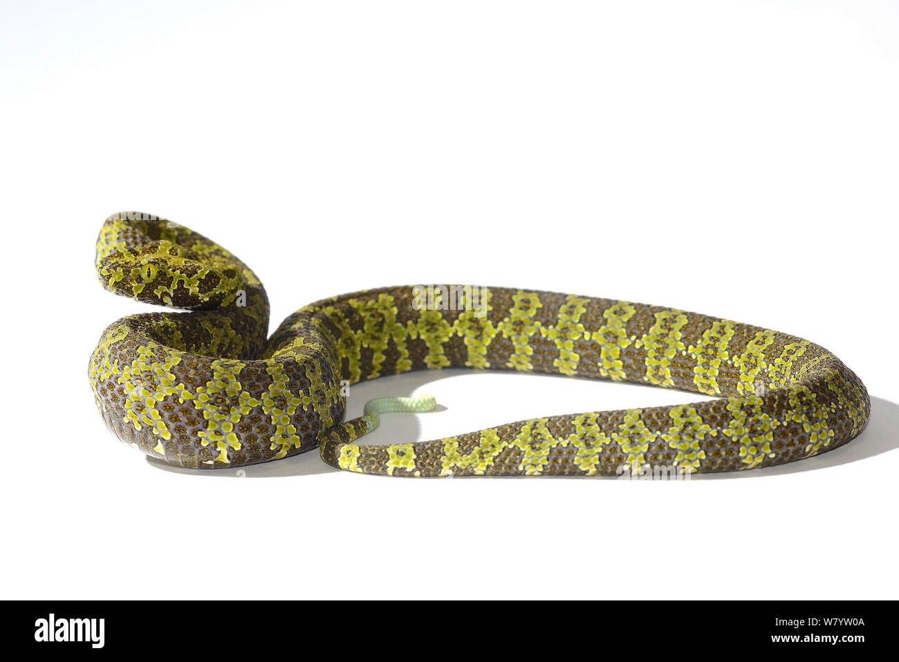 Mangshan pitviper (Trimeresurus mangshanensis) on white background. Captive, occurs in Hunan and Guandong Provinces, China. Endangered species. Stock Photo