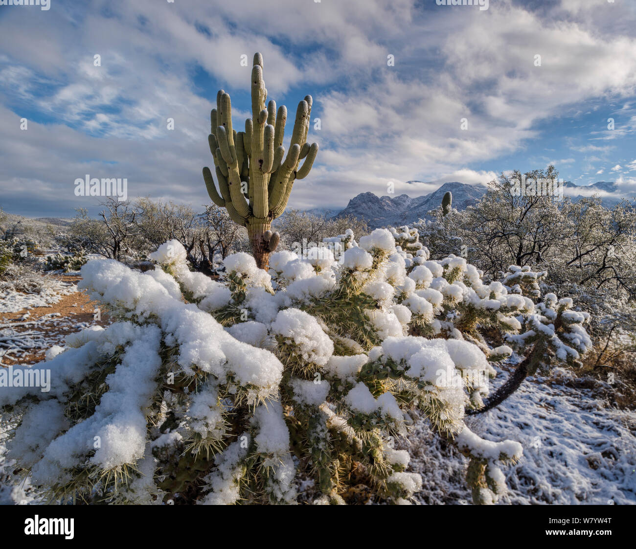 View east from Catalina State Park, Saguaro cacti, (Carnegiea gigantea) and Cholla (Cylindropuntia) in snow, with Santa Catalina Mountains, Sonoran Desert, Arizona, USA. January 2015. Stock Photo