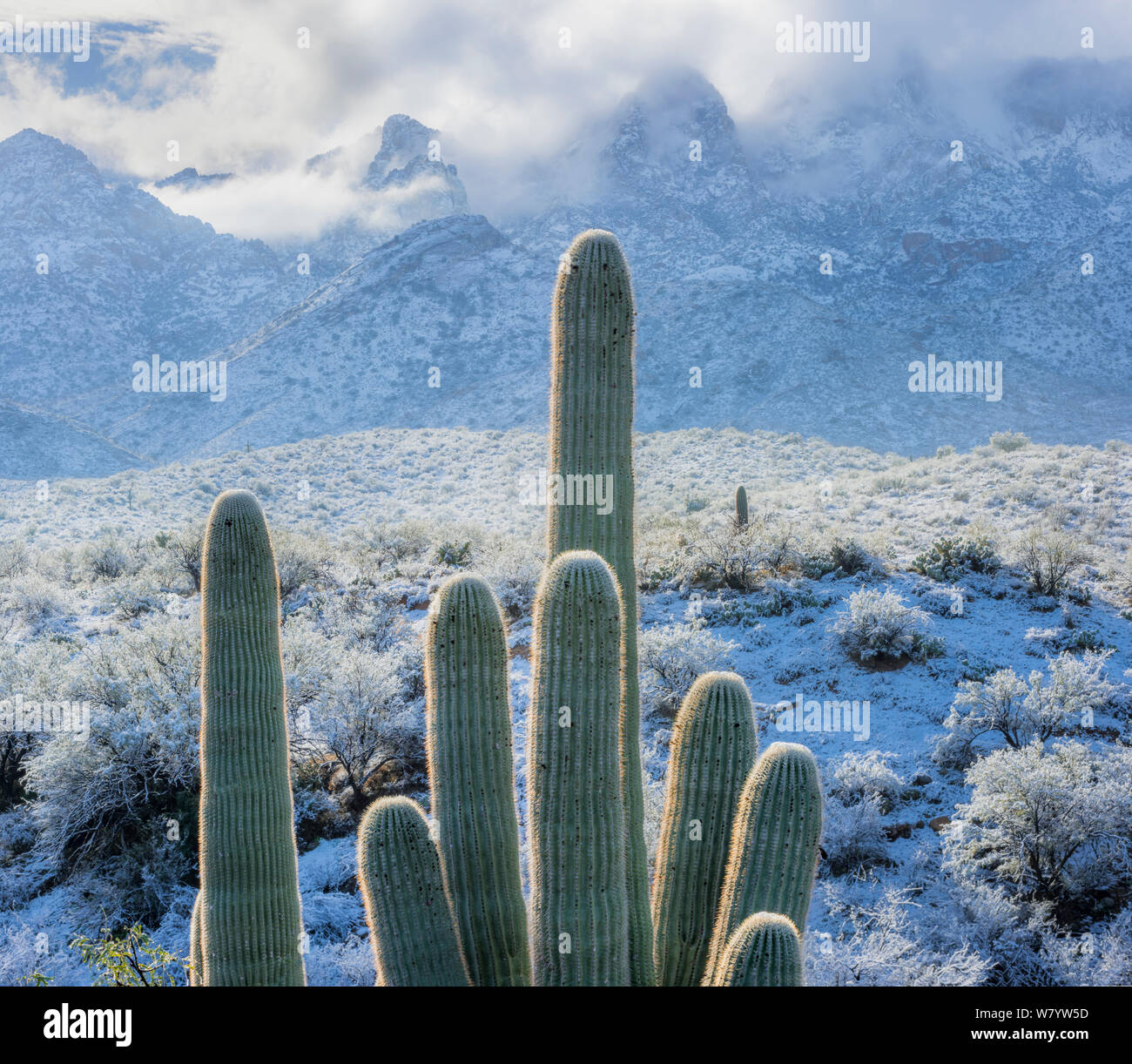 View east from Catalina State Park, with snow covered Saguaro cacti (Carnegiea gigantea) with Cholla (Cylindropuntia) with Santa Catalina Mountains in the background. Arizona, USA, January 2015. Stock Photo