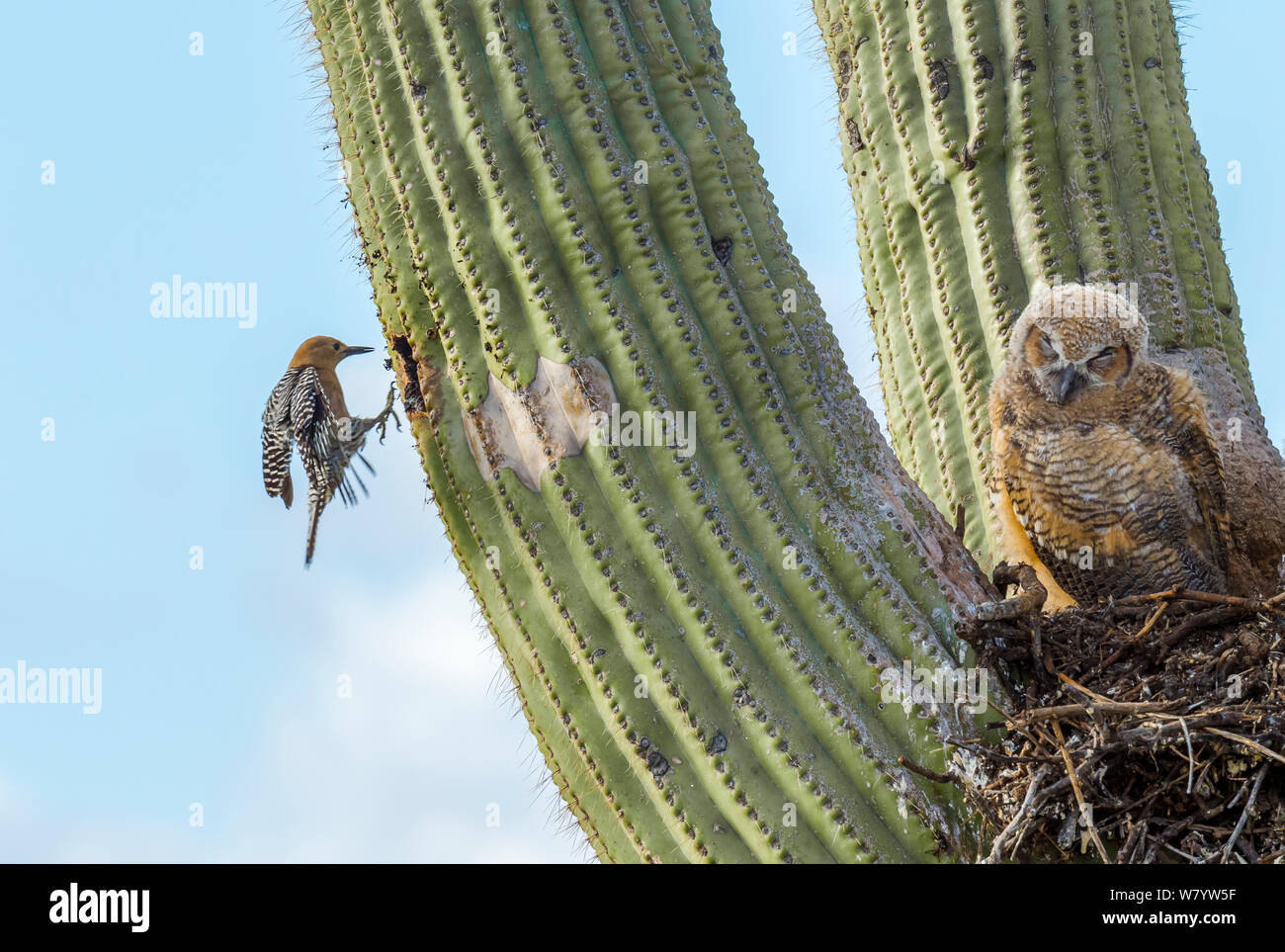Great horned owl (Bubo virginianus) chick nesting in Saguaro cactus (Carnegiea gigantea) and Gila woodpecker (Melanerpes uropygialis) landing at nest hole, Santa Catalina Mountains, Arizona, USA, May. Stock Photo