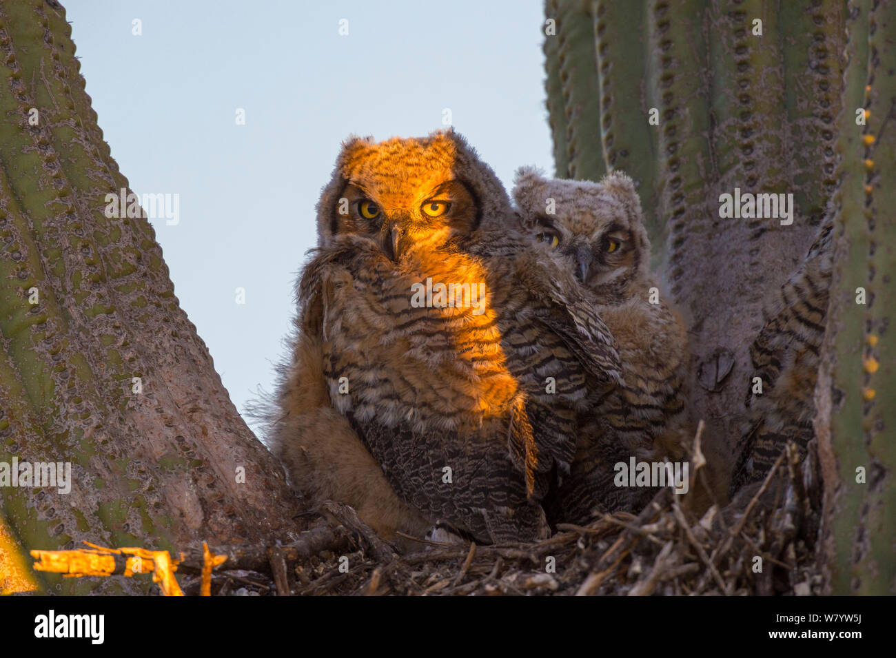 Great horned owl (Bubo virginianus) chicks in nest  in Saguaro cactus (Carnegiea gigantea), near Oracle, Sonoran Desert, Arizona, USA, May. Stock Photo
