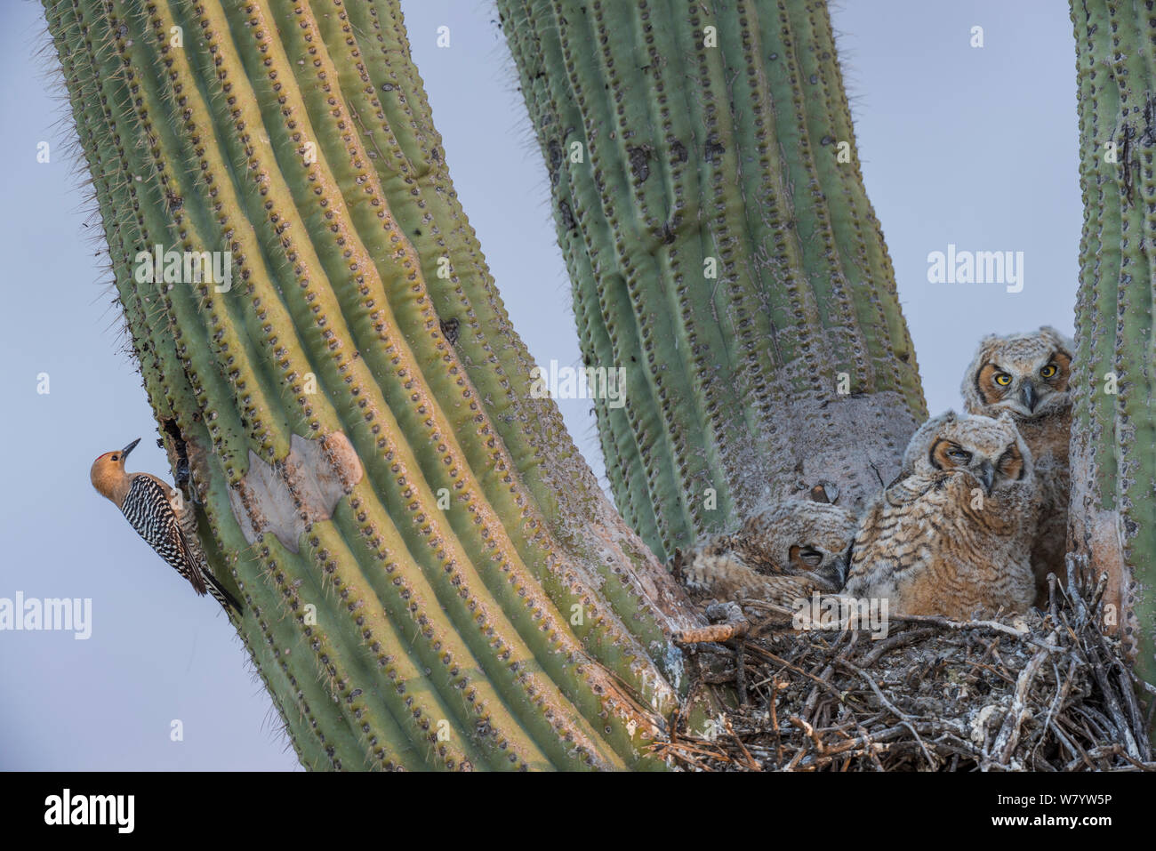 Great horned owl (Bubo virginianus) chicks nesting in Saguaro cactus (Carnegiea gigantea) and Gila woodpecker (Melanerpes uropygialis) at nest hole, Santa Catalina Mountains, Arizona, USA, May. Stock Photo