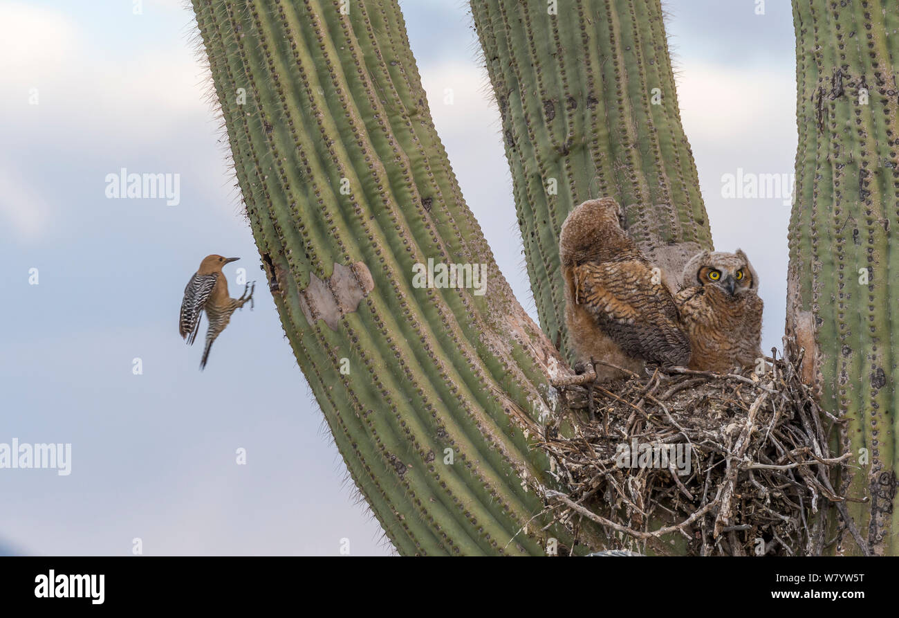 Great horned owl (Bubo virginianus) chicks nesting on Saguaro cactus (Carnegiea gigantea) and Gila woodpecker (Melanerpes uropygialis) landing at nest hole, Santa Catalina Mountains, Arizona, USA, May. Stock Photo