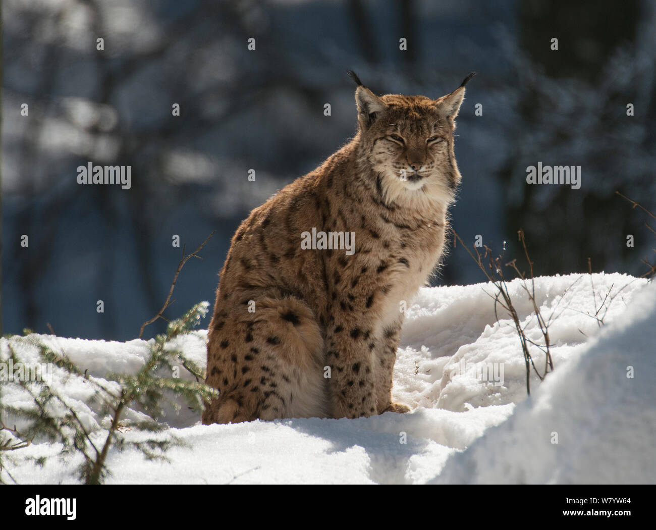Eurasian lynx (Lynx lynx) sitting in snow. Captive, Bavarian Forest ...
