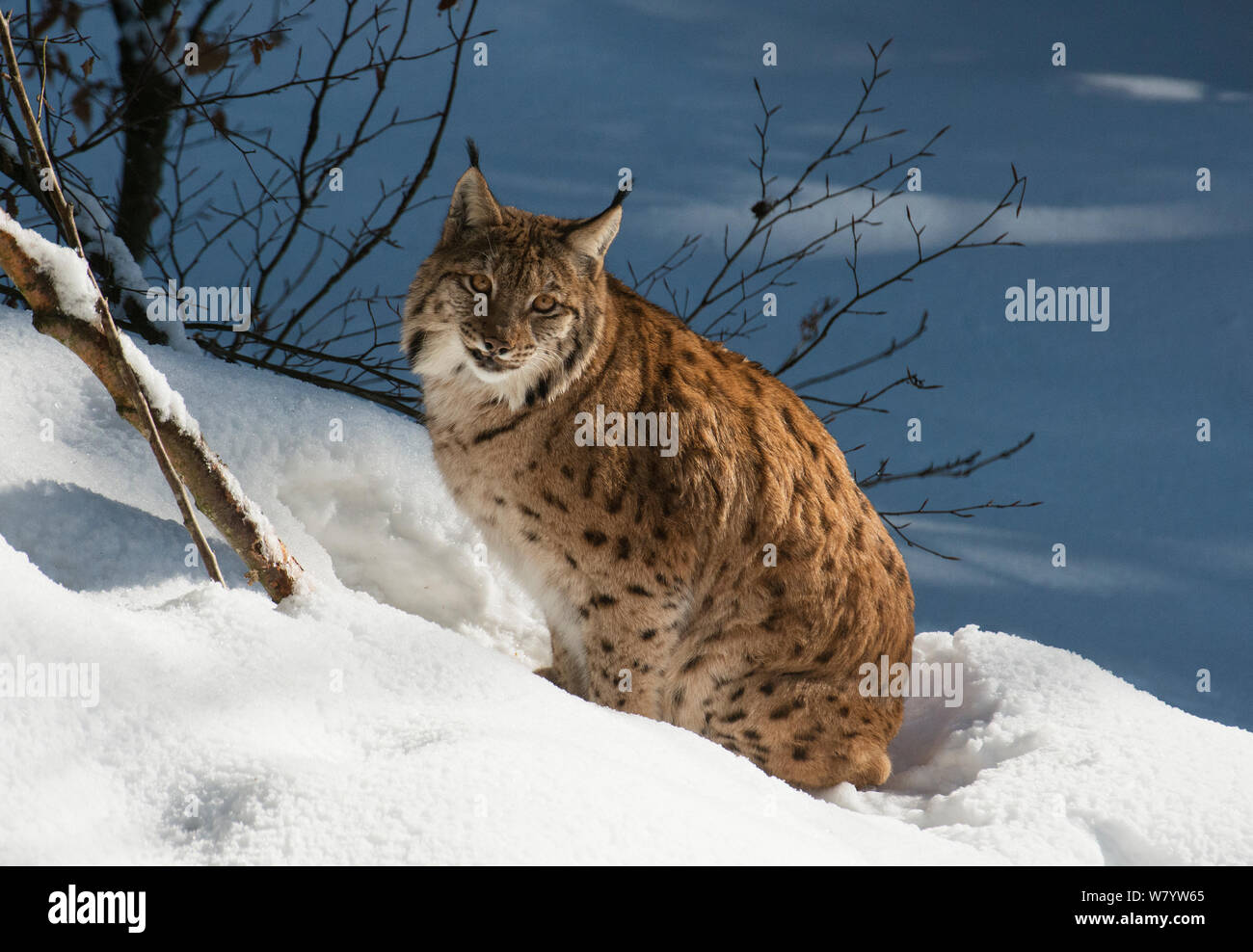 Eurasian Lynx (Lynx Lynx) Sitting In Snow. Captive, Bavarian Forest ...