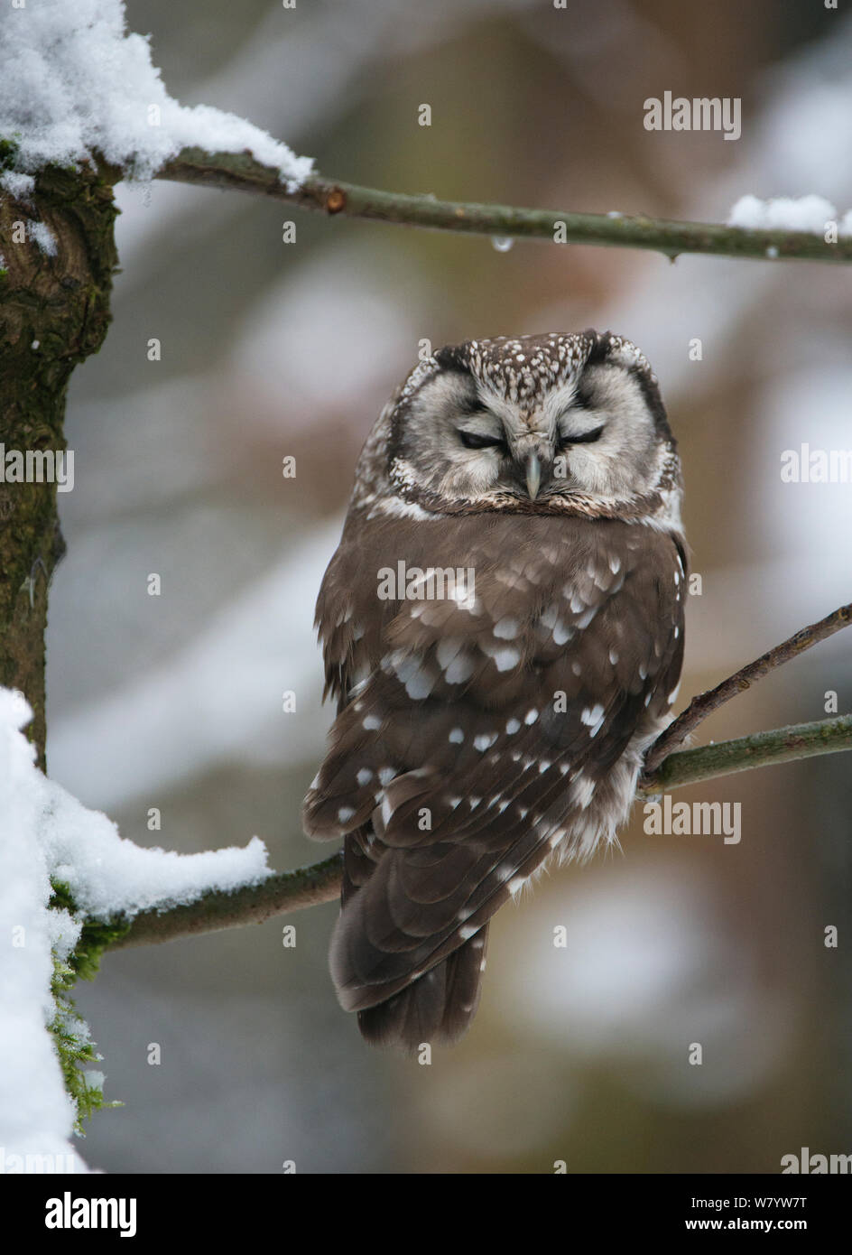 Tengmalm&#39;s owl (Aegolius funereus) sleeping in snow covered tree. Captive at Bavarian Forest National Park, Bavaria, Germany. February. Stock Photo