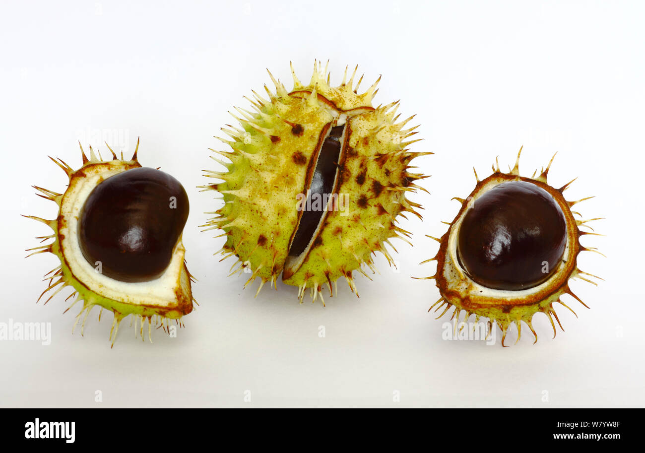 Horse chestnut tree seeds or conkers (Aesculus hippocastanum) South ...