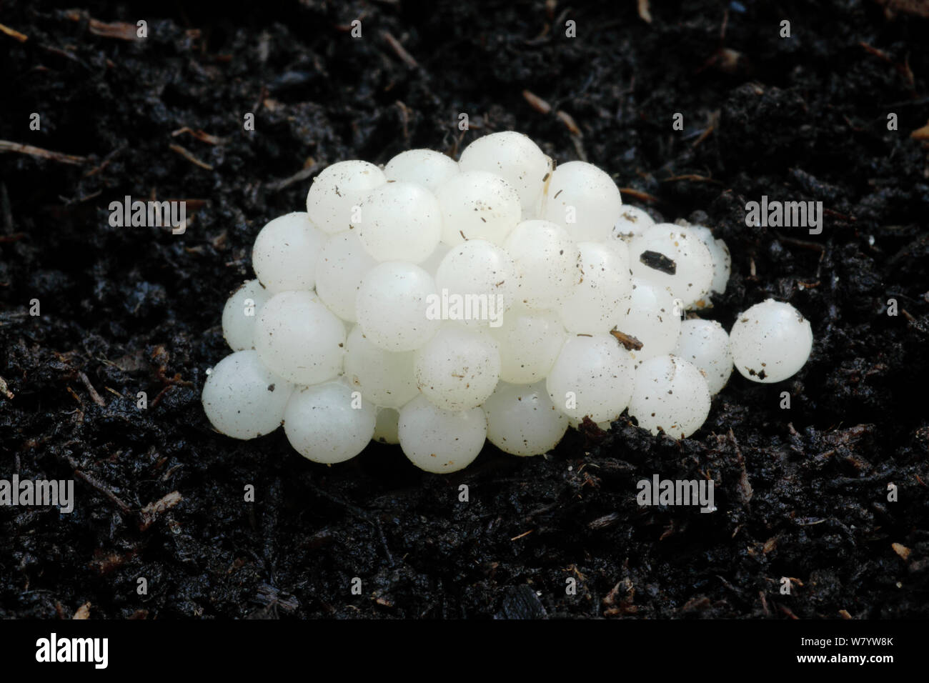 Garden snail eggs uk hires stock photography and images Alamy