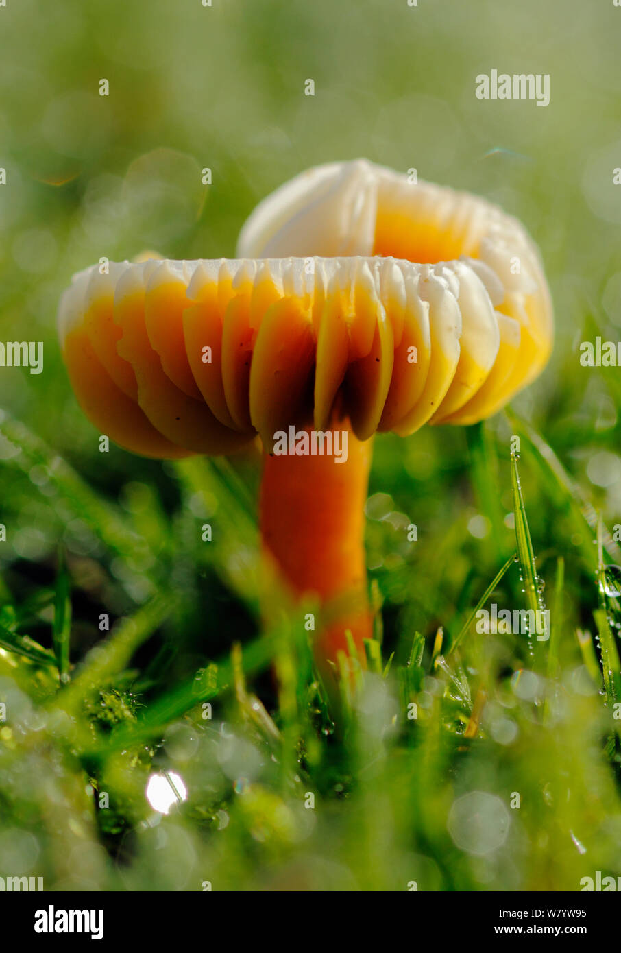 Parrot waxcap fungi (Hygrocybe psittacinus) growing from dewy grassland. South-west London, UK, November. Stock Photo