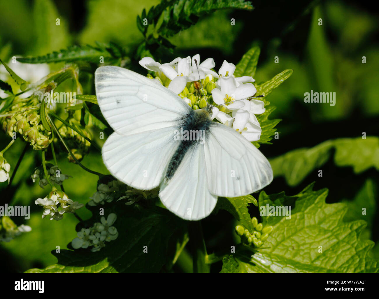 Green-veined White (Pieris napi) butterfly, male feeding from Garlic Mustard (Alliaria petiolata) flowers. South-west London. UK. April. Stock Photo
