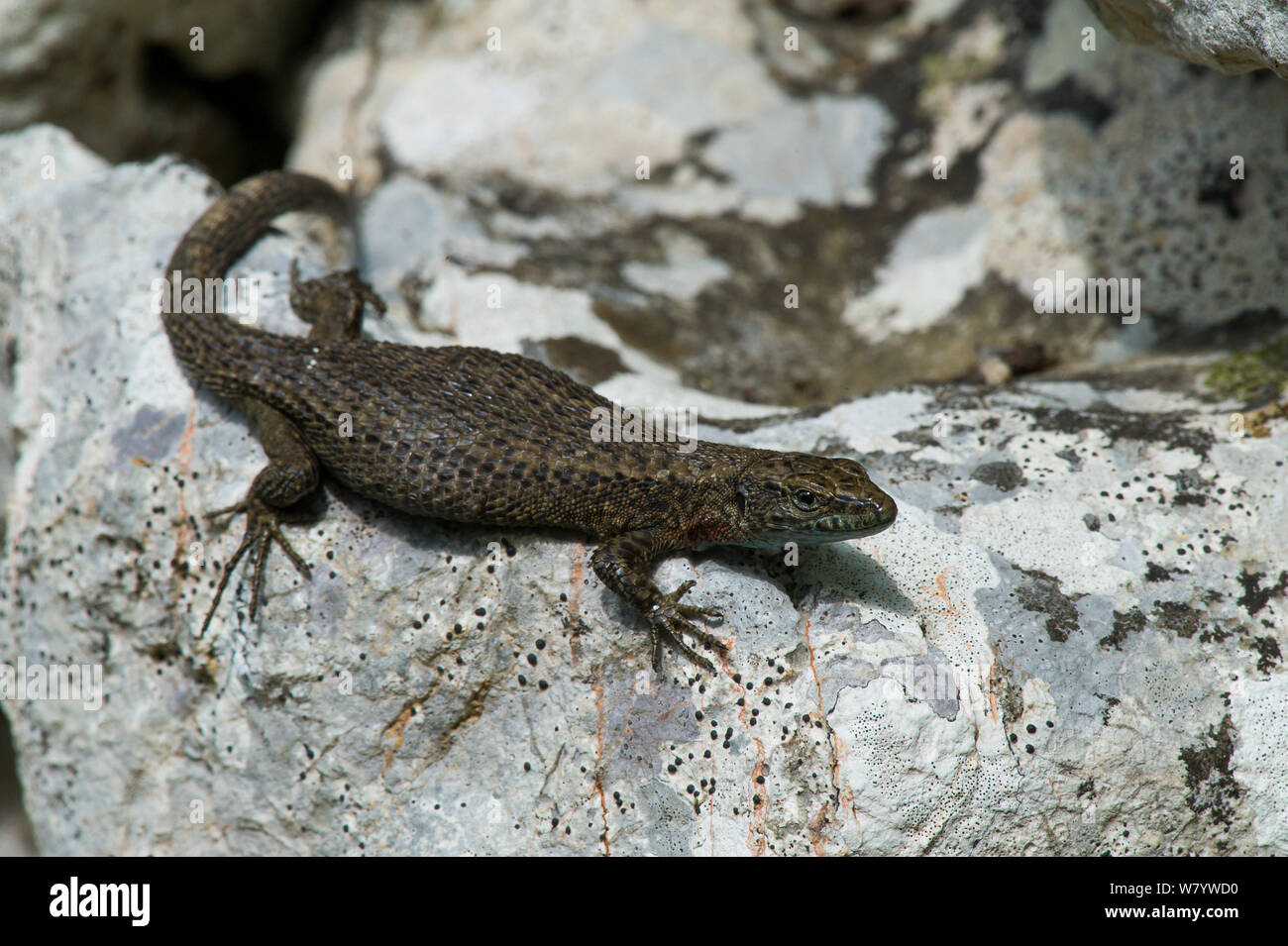 Dalmatian algyroides (Algyroides nigropunctatus) pregnant female on rock, Krk Island, Croatia, June. Stock Photo