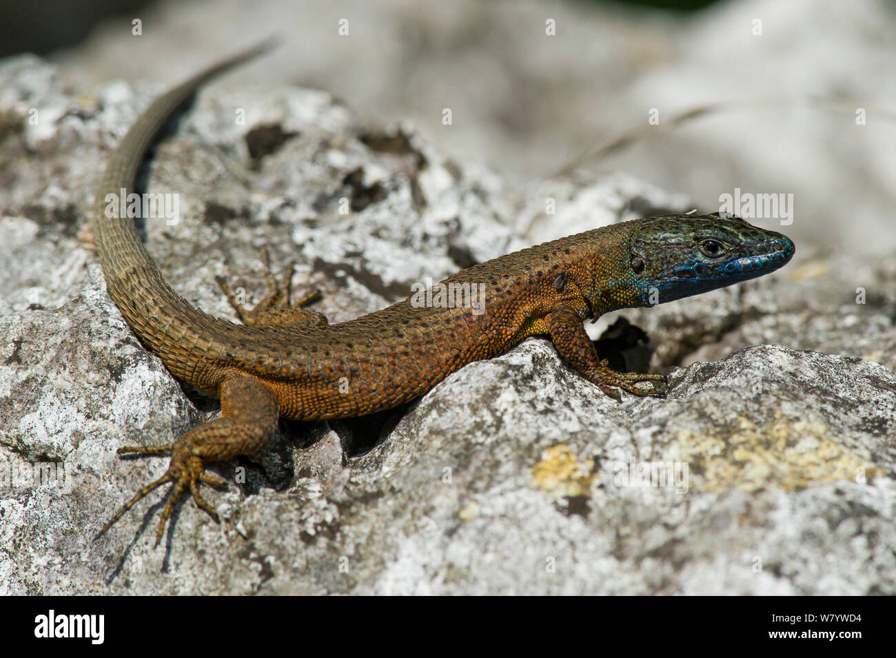 Dalmatian algyroides (Algyroides nigropunctatus) male sunbathing on rock, Krk Island, Croatia, June. Stock Photo