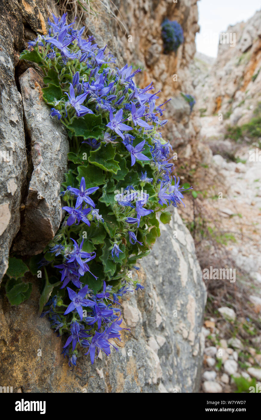 Bellflower (Campanula fenestrella istriaca) flowering on limestone rock, Krk Island, Croatia, June. Stock Photo