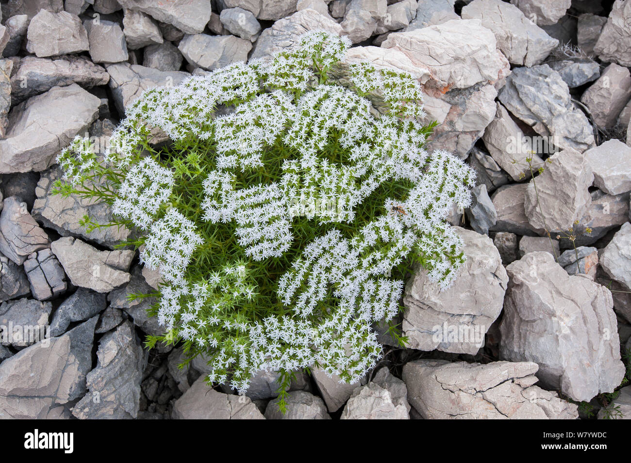 Drypis spinosa flowering on rocks, Krk Island, Croatia, June. Stock Photo