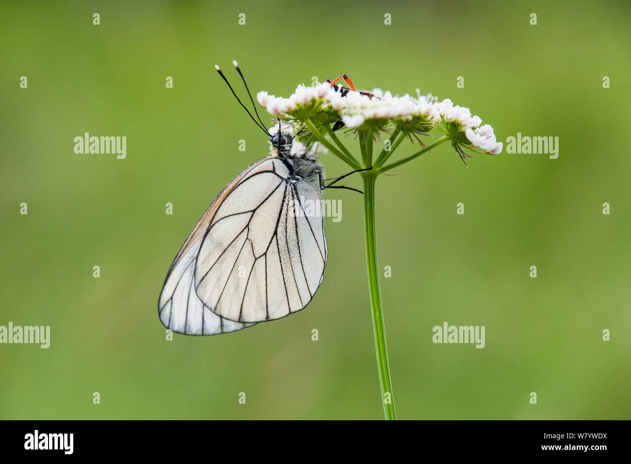Black veined white butterfly (Aporia crataegi) and assassin bug (Rhinocoris iracundus) on flower, Krk Island, Croatia, June. Stock Photo