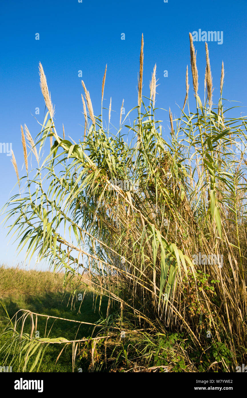 Giant reed (Arundo donax), Po Delta, Italy, November. Stock Photo