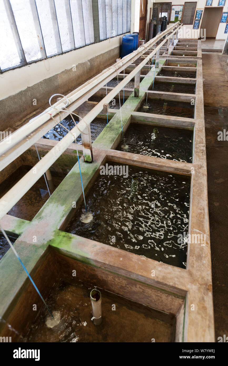 Tanks used for breeding Malawi cichlid (Pseudocrenilabrinae) fish, Senga Bay, Malawi. November 2012 Stock Photo