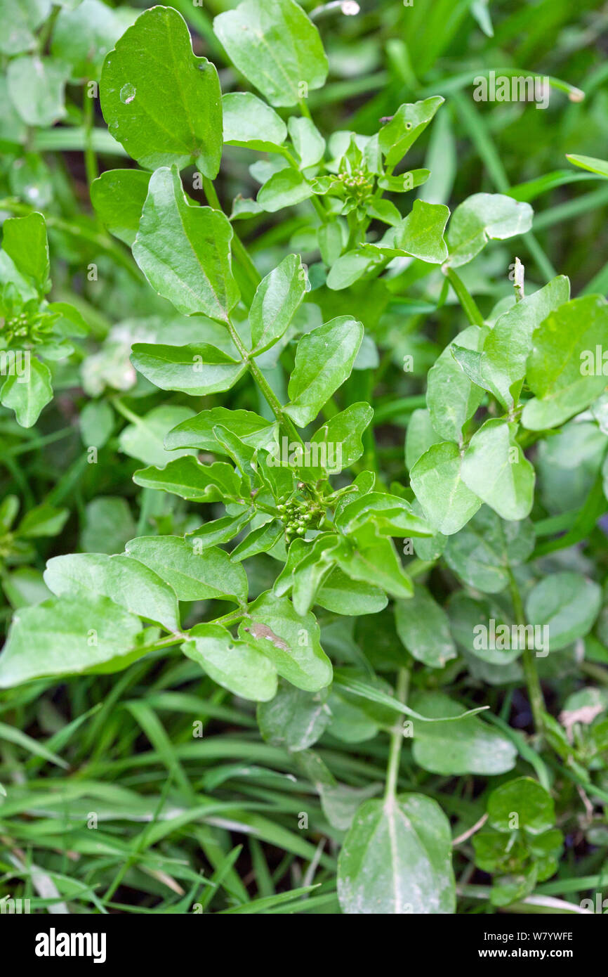 Watercress (Nasturtium officinale) leaves and flower buds, Sussex, England, UK. June. Stock Photo