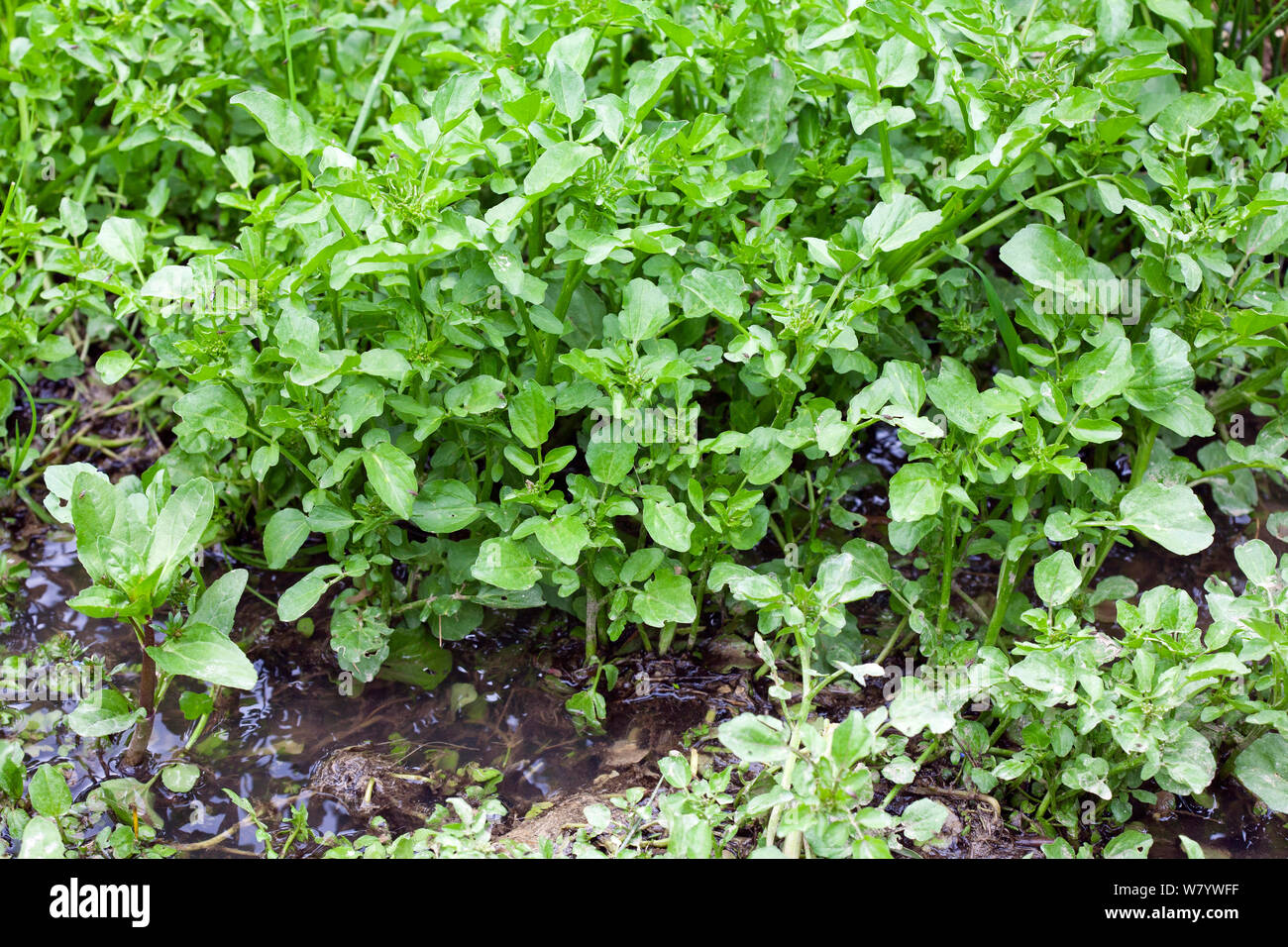 Watercress (Nasturtium officinale) growing wild in stream. Sussex, UK. June. Stock Photo