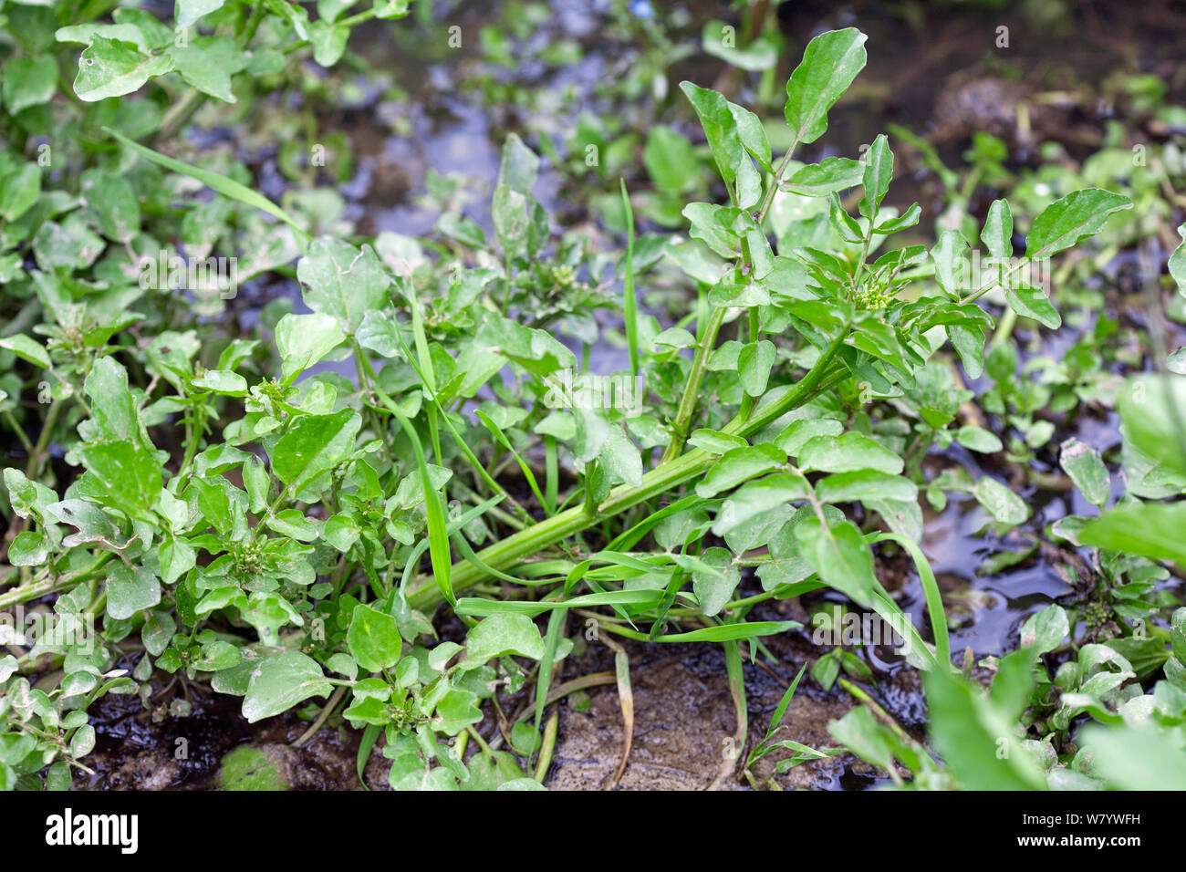 Watercress (Nasturtium officinale) growing wild in stream. Sussex, UK. June. Stock Photo