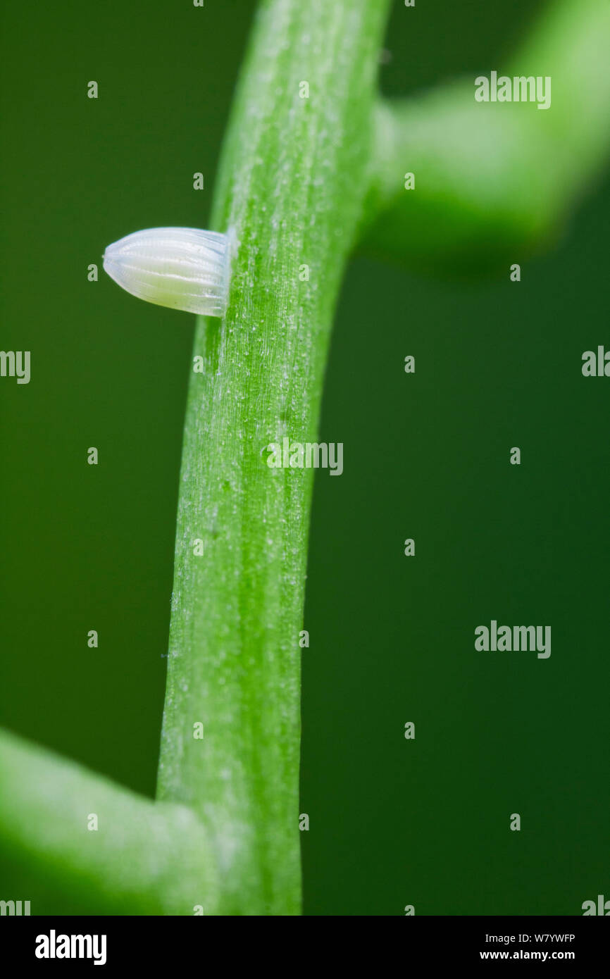 Greenveined white butterfly egg (Pieris napi) on Garlic mustard