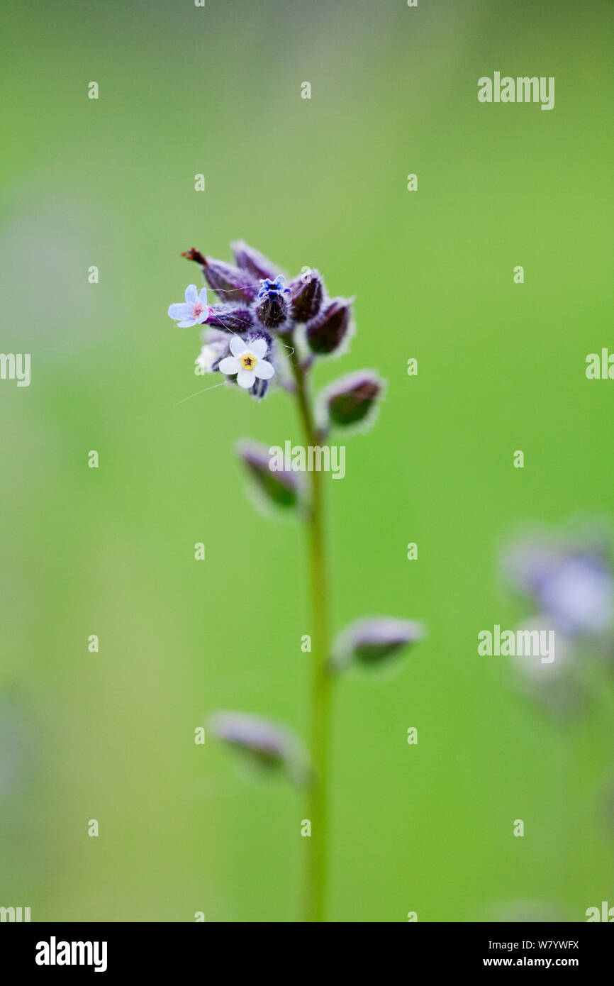 Changing (Myosotis discolor) flower, Sussex, UK. June