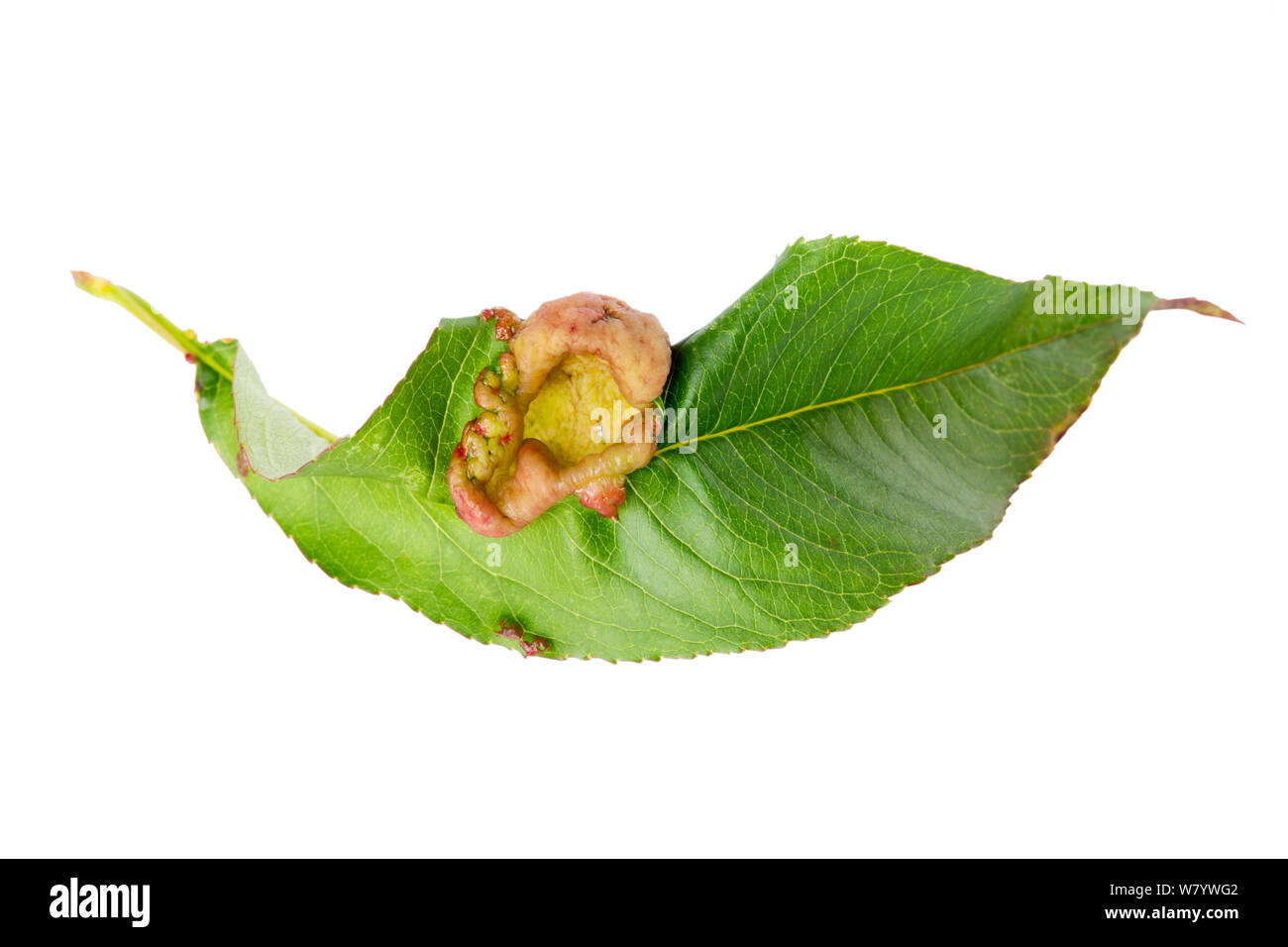 Peach leaf curl (Taphrina deformans) disease on Peach (Prunus persica) leaf, on white background, May. Stock Photo