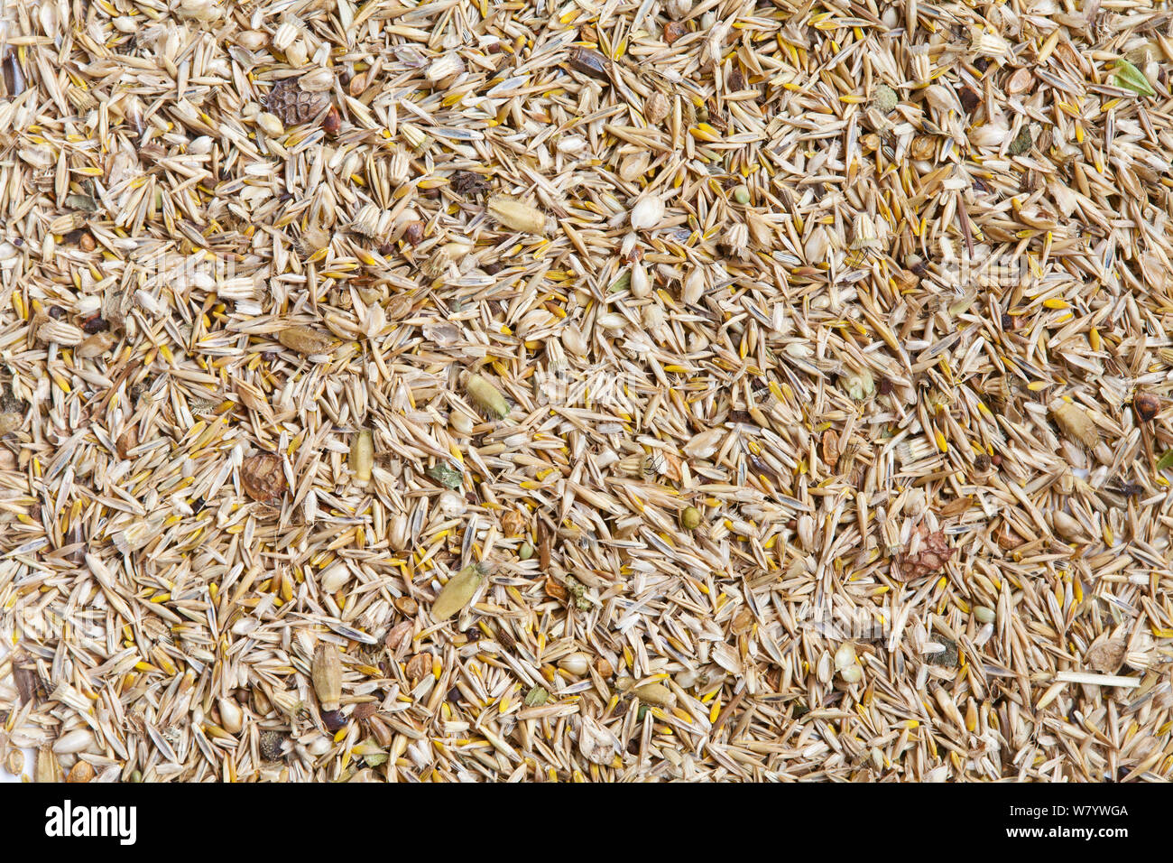 Wildflower meadow seed mix for chalk and limestone soils (20% wildflowers, 80% grasses) including Sheep&#39;s fescue (Festuca ovina), and Crested dogstail (Cynosurus cristatus). Stock Photo