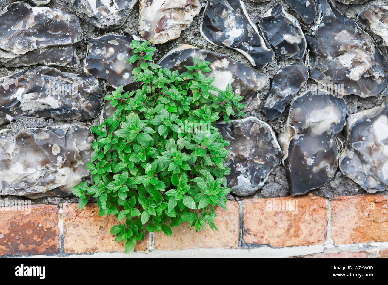 Pellitory-of-the-wall (Parietaria officinalis) growing on wall, Brighton, Sussex, UK, December. Stock Photo