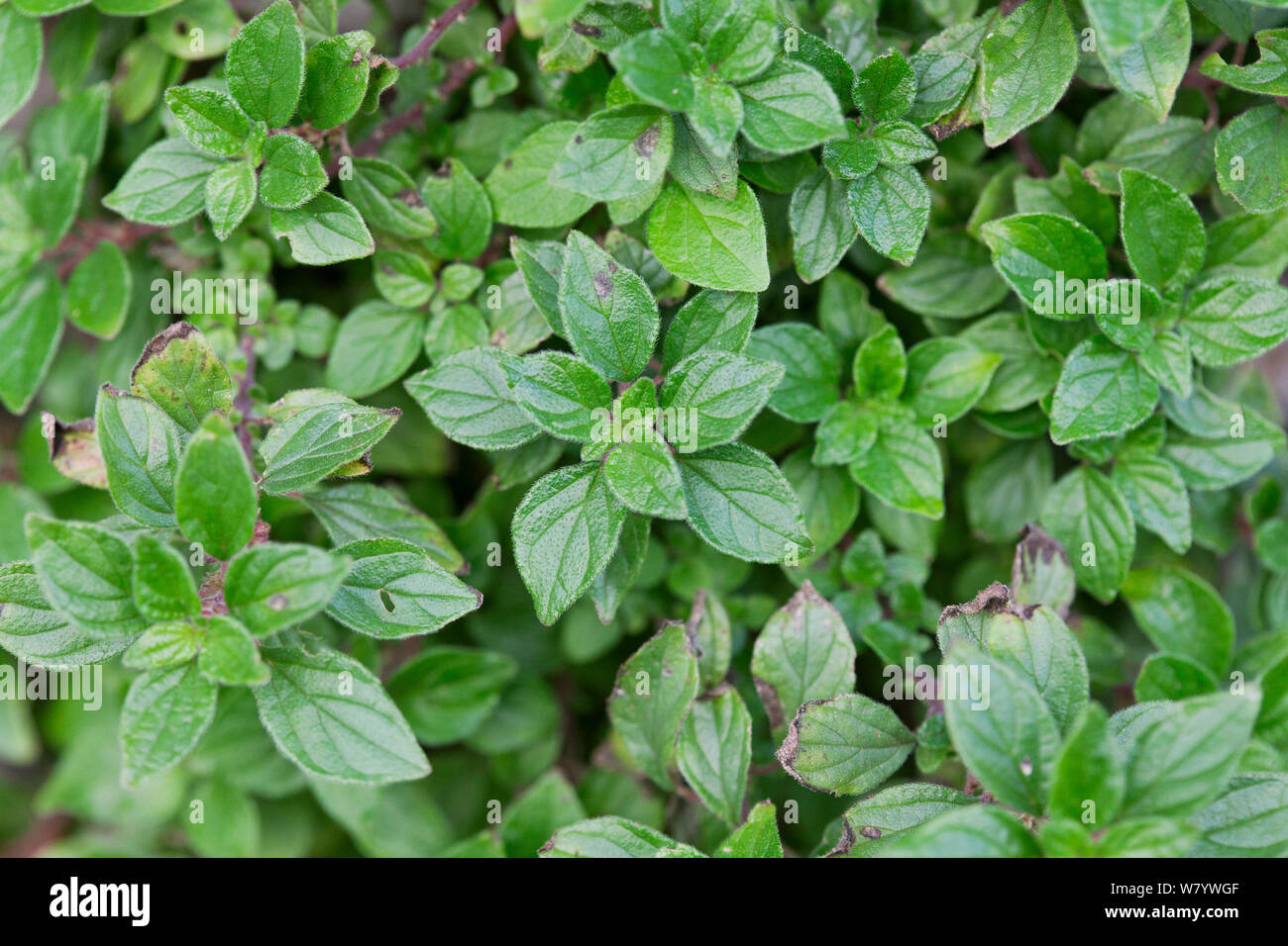 Pellitory-of-the-wall (Parietaria officinalis) growing on wall, Brighton, Sussex, UK, December. Stock Photo