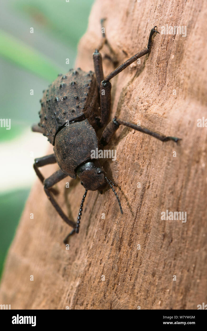 Giant Fregate Island beetle (Polposipus herculeanus) captive. Vulnerable species. Stock Photo
