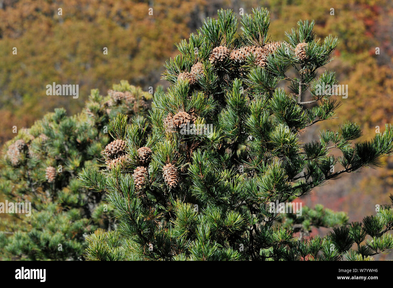 Korean pine (Pinus koraiensis)  tree with cones, Amur Region, Russia. Stock Photo