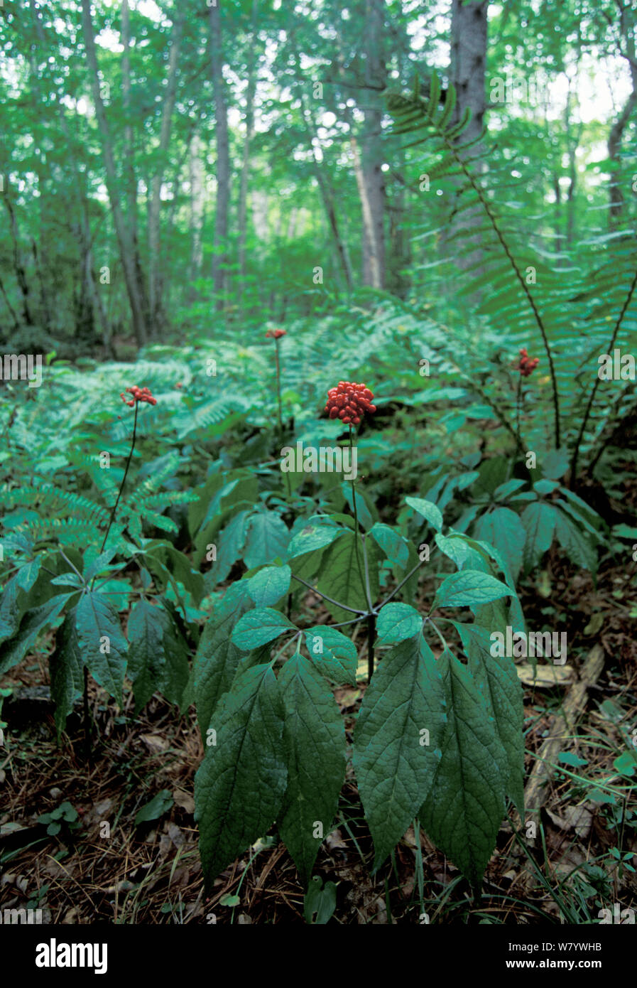 Ginseng plants (Panax ginseng) in forest, Amur Region, Russia Stock