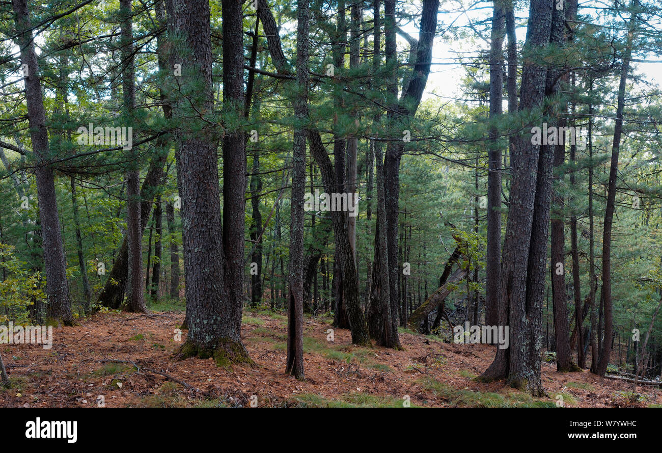 Korean pine (Pinus koraiensis) forest, Amur Region, Russia. Stock Photo