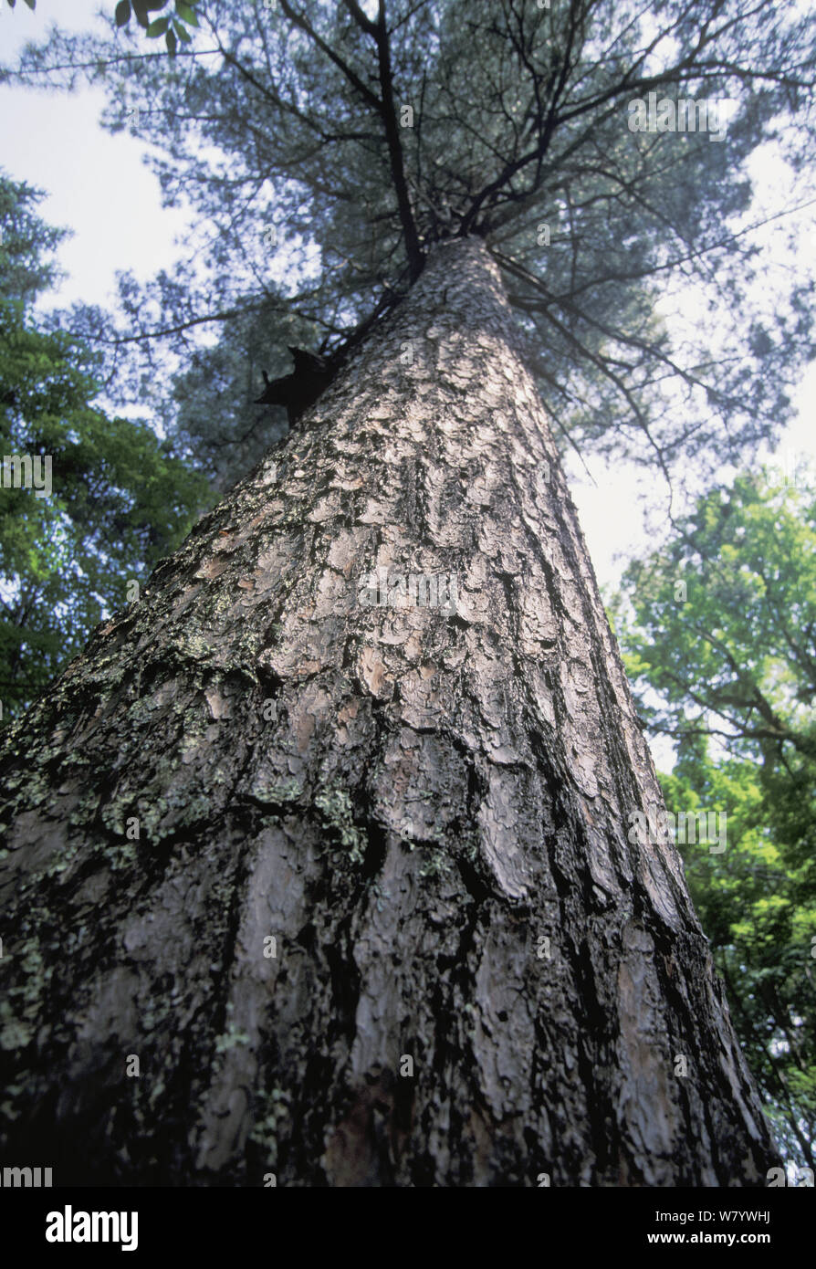 Korean pine tree (Pinus koraiensis) low angle view of trunk, Amur Region, Russia. Stock Photo