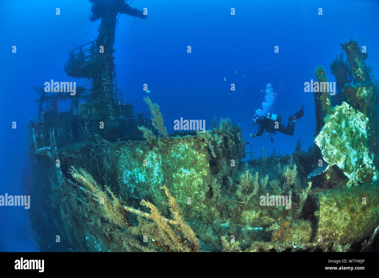 Diver exploring the wreck of the P29 patrol boat scuttled as an artificial dive site in August 2007. Wreck covered in algae and invertebrates. Malta, Mediterranean Sea. June 2014. Stock Photo