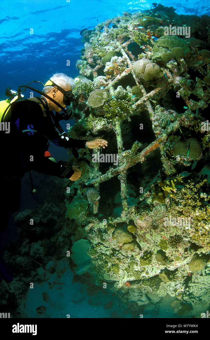 Diver exploring &#39;Barnacle&#39; artificial reef, built in 2001 with a steel frame using mild electric currents to encourage coral growth. Shape is built as habitat for fish. Ihuru Island in North Male Atoll, Maldives, Indian Ocean. September 2005. Stock Photo