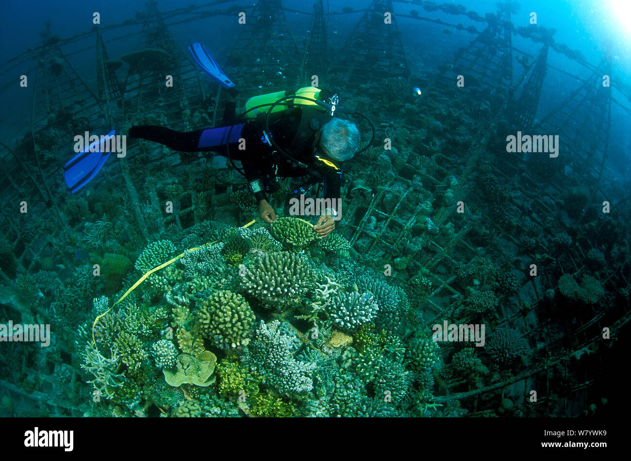 Diver exploring &#39;Lotus&#39; artificial reef, built in 2001 with a steel frame using mild electric currents to encourage coral growth. Vabbinfaru Island in North Male Atoll, Maldives, Indian Ocean. September 2005. Stock Photo