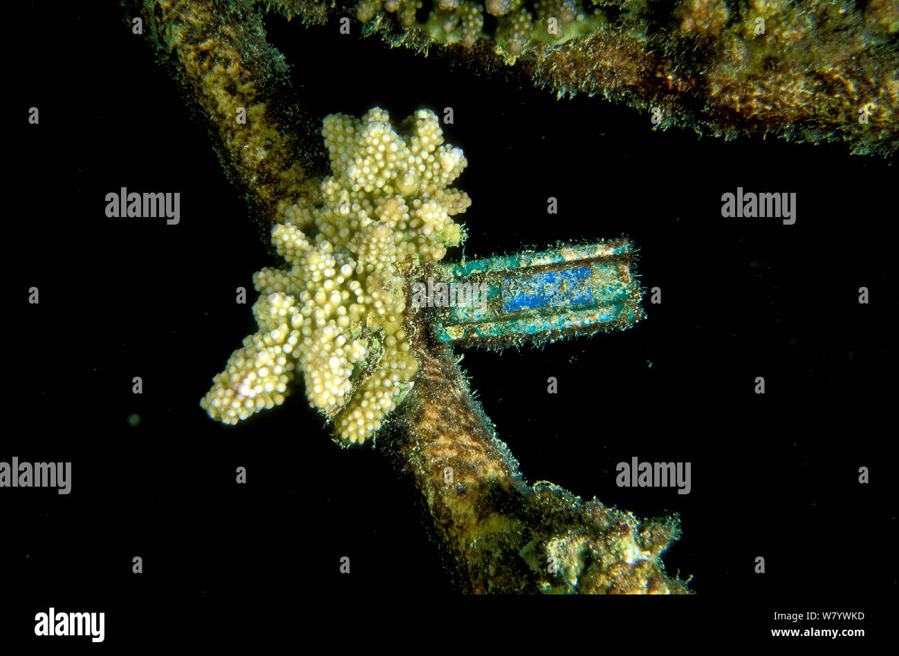 Piece of broken coral tied up to help it regenerate, Vabbinfaru Island, North Male Atoll, Maldives, Indian Ocean. September 2005. Stock Photo