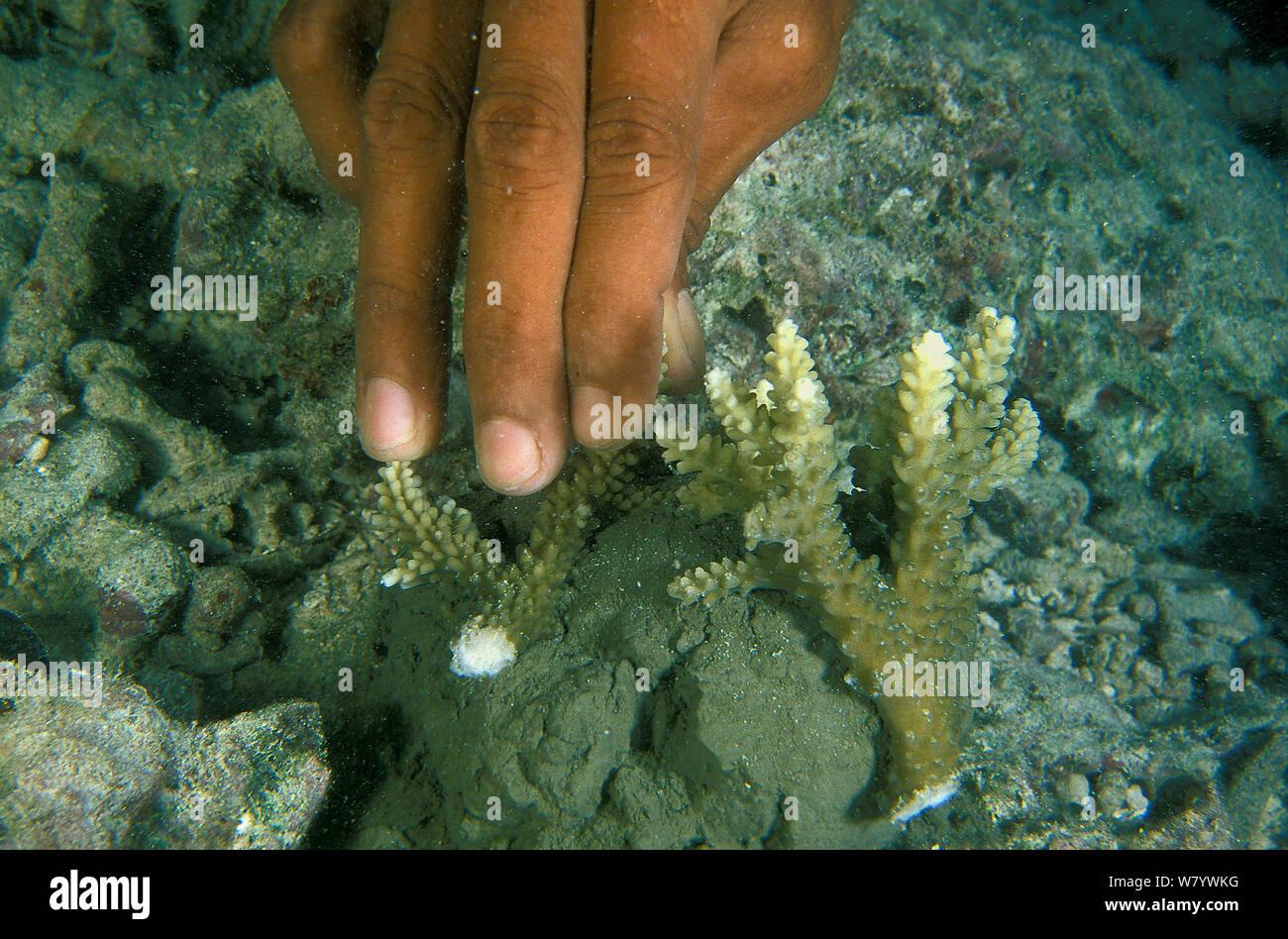Scientist Abdul Azeez, glueing a piece of broken coral with concrete to help it regenerate. Vabbinfaru Island, North Male Atoll, Maldives, Indian Ocean. September 2005. Stock Photo