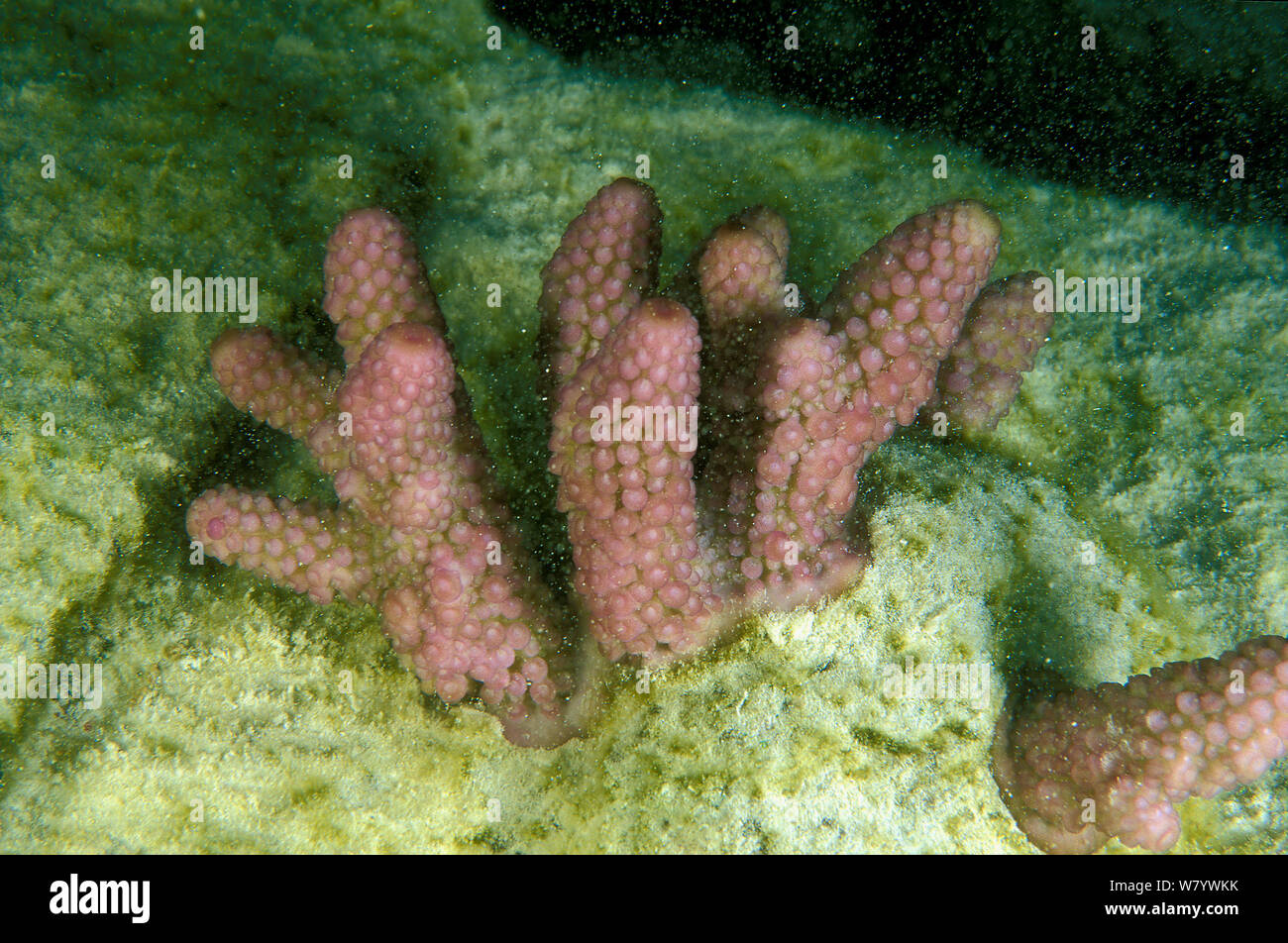 Broken corals glued with concrete to allow them to regenerate. Vabbinfaru island, North Male atoll, Maldives, Indian Ocean. September 2005. Stock Photo