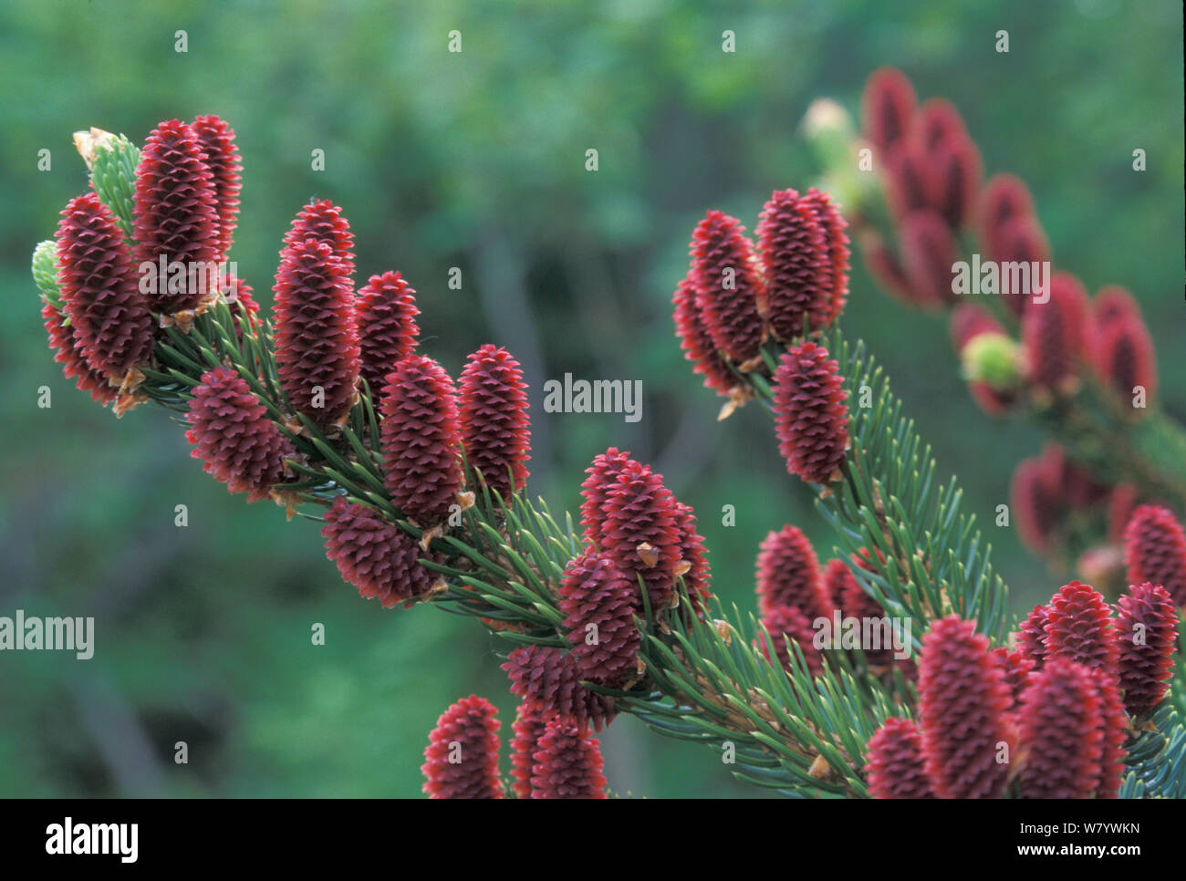 Yeddo spruce (Picea jezoensis) flower cones, Amur Region, Russia. Stock Photo