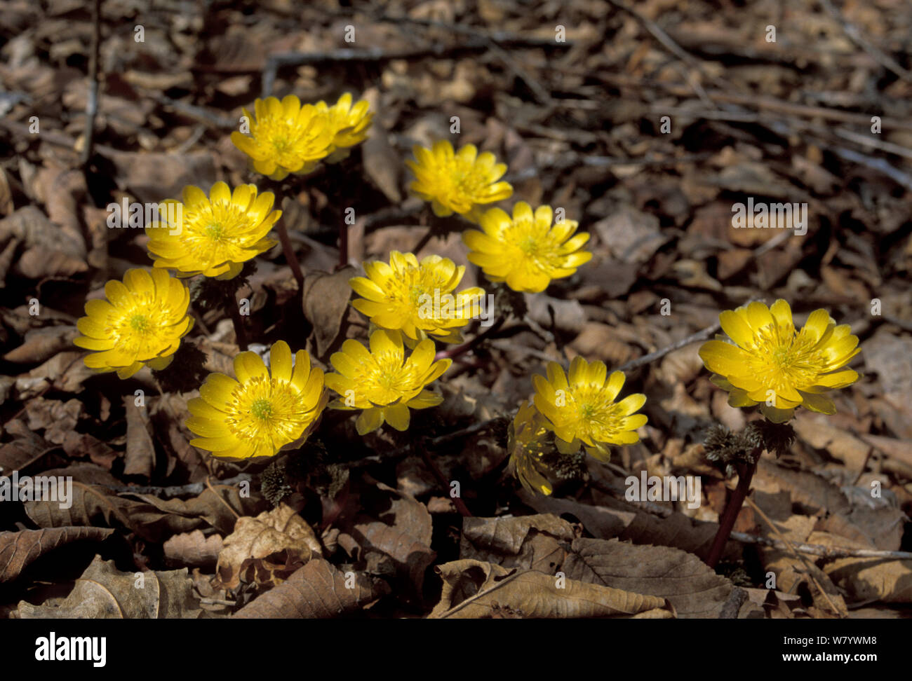 Far east Amur adonis / pheasant&#39;s-eye flowers (Adonis amurensis) Amur Region, Russia. Stock Photo