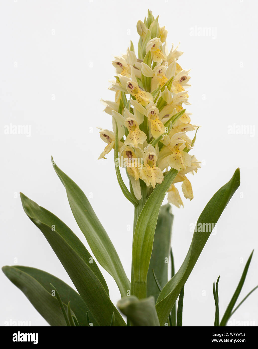 Hybrid orchid (Dactylorhiza sp), Ecrins National Park, France, June. Stock Photo