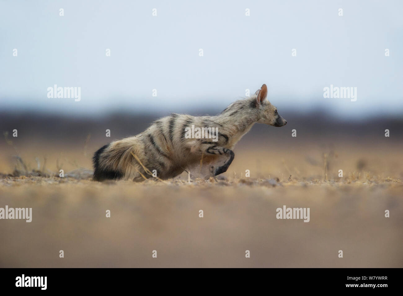 Aardwolf (Proteles cristata) Kalahari desert, Botswana Stock Photo - Alamy