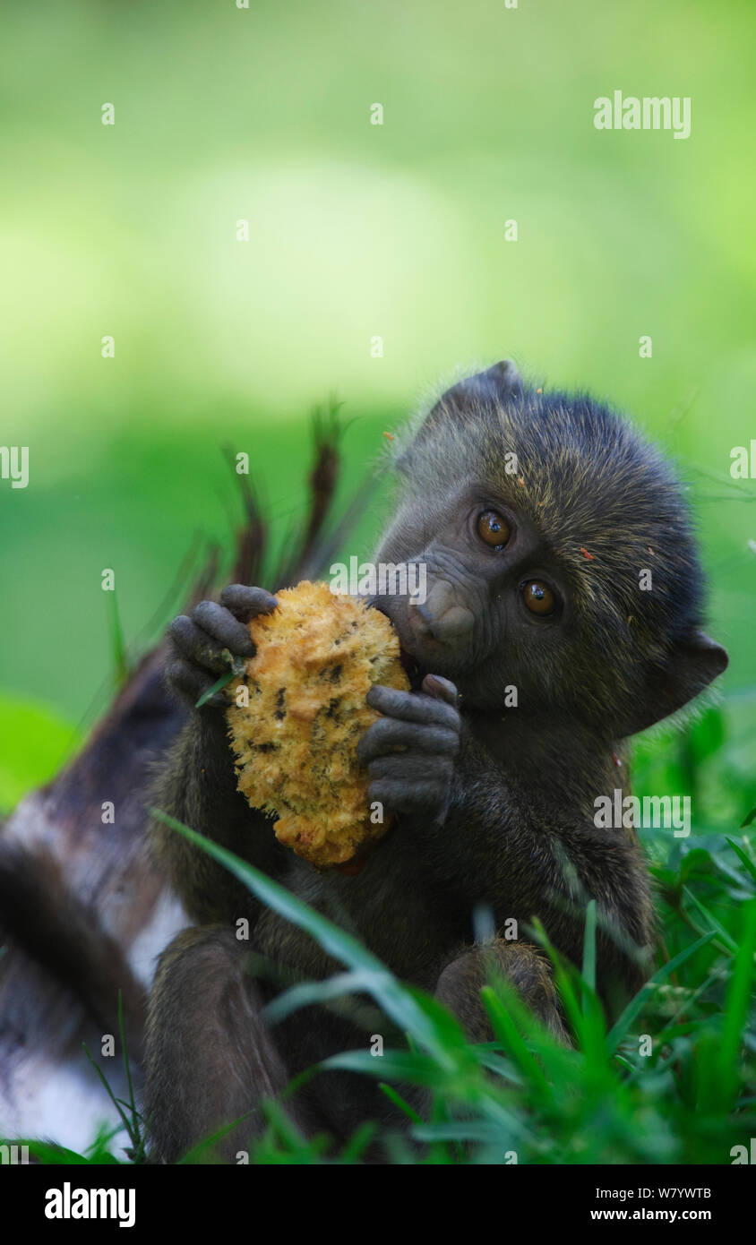 Olive baboon (Papio anubis) youngster feeding on fruit, Samburu, Kenya. Stock Photo