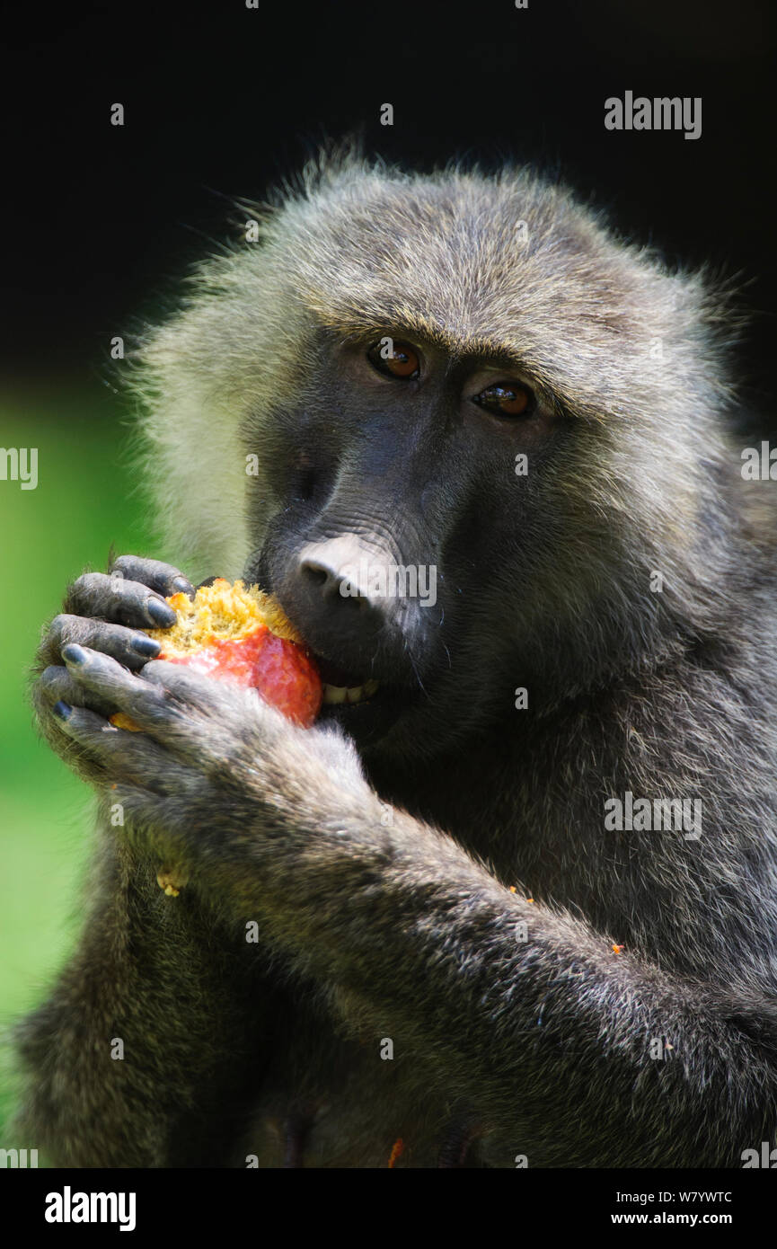 Olive baboon (Papio anubis) feeding on fruit, Samburu, Kenya. Stock Photo