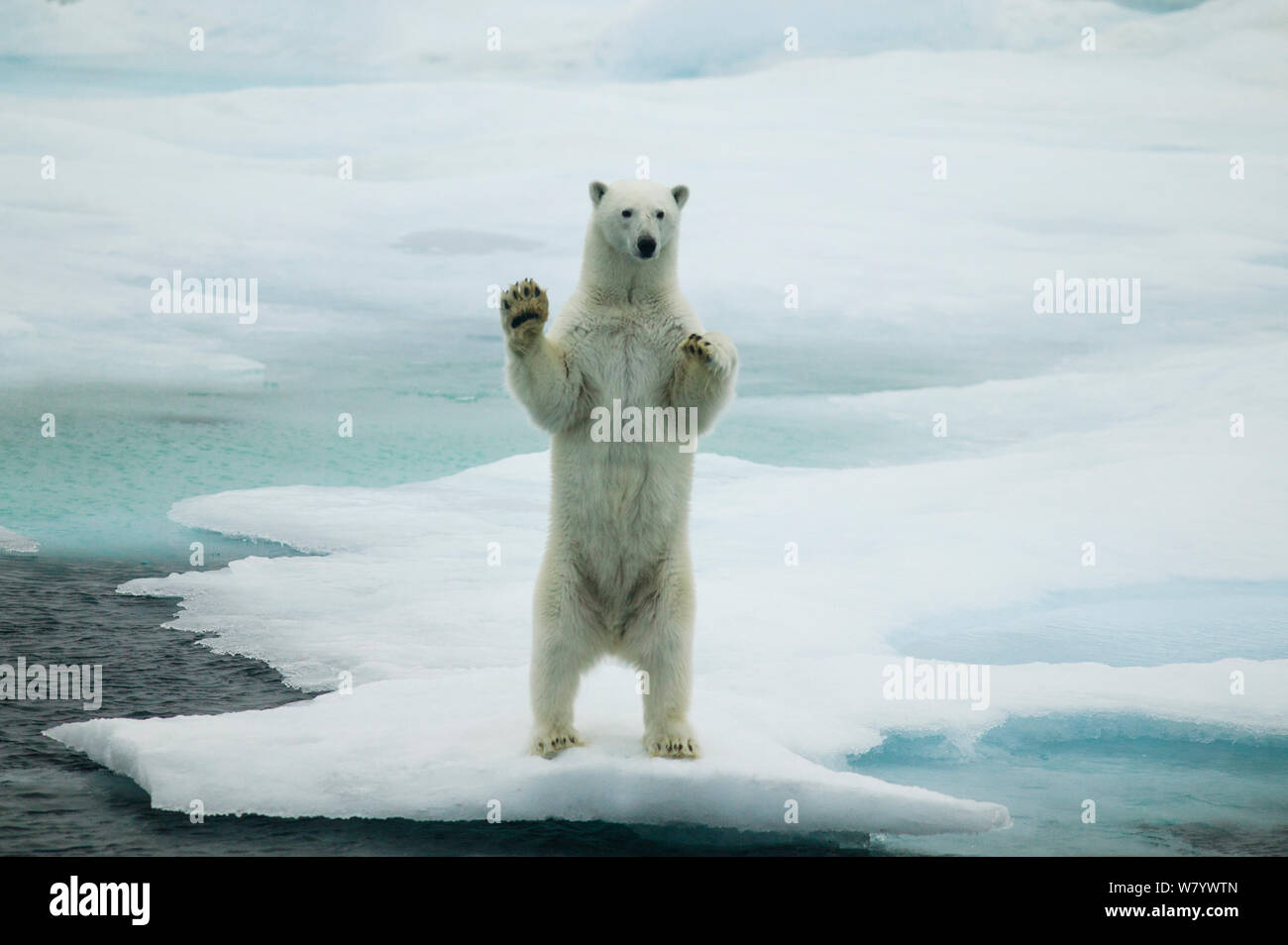 Polar bear (Ursus maritimus) waving standing on hind legs with paws raised, Svalbard, Norway, September. Stock Photo